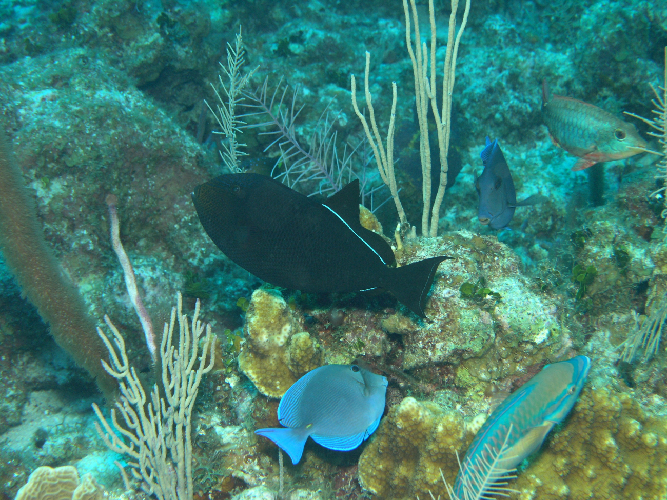 Black durgon (Melichthys niger) in center, stoplight parrotfish (Sparisomaviride)in lower right, blue tang (Acanthurus coeruleus) , and parrotfish (Sparisoma sp