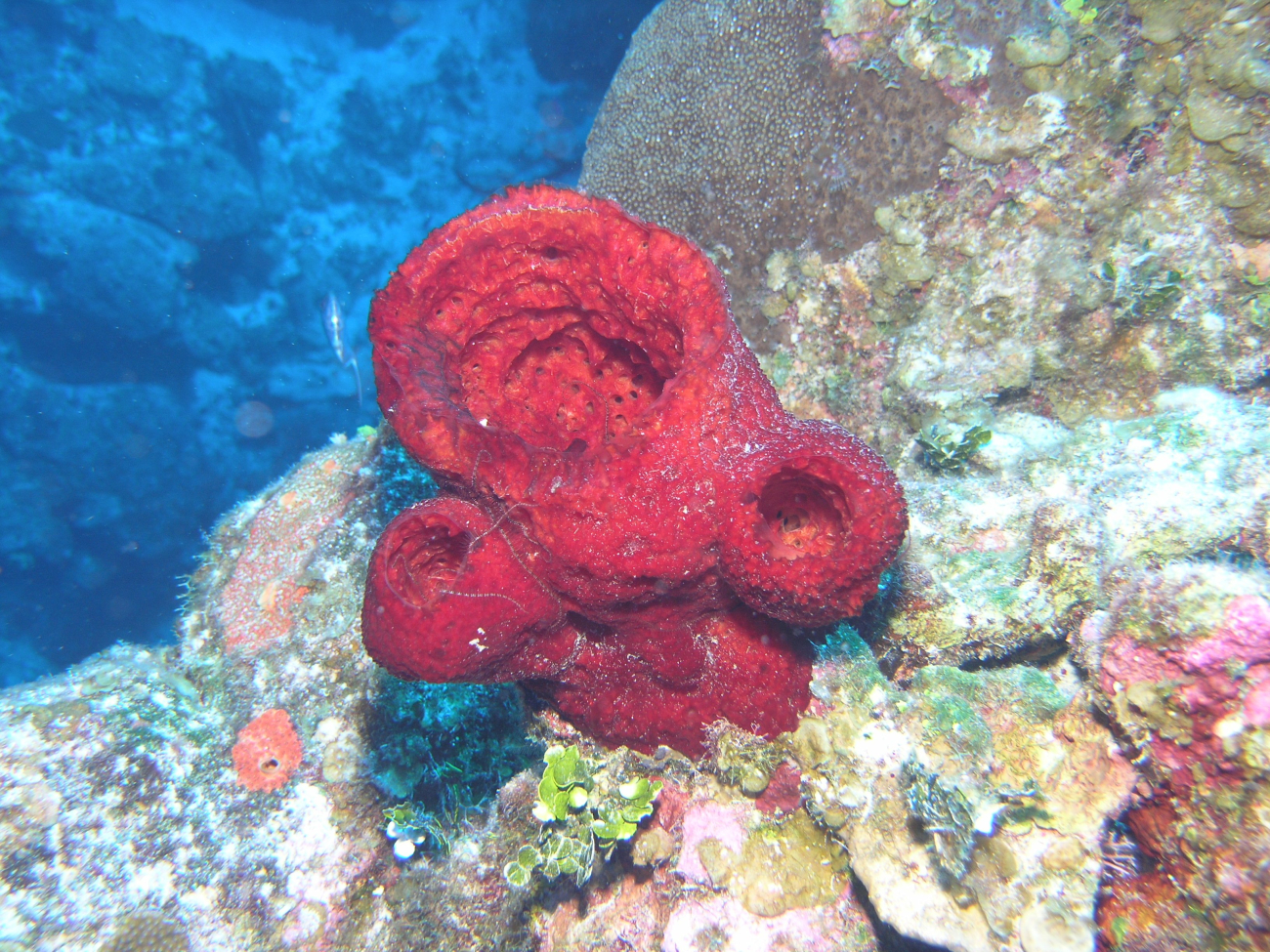 Red sponge