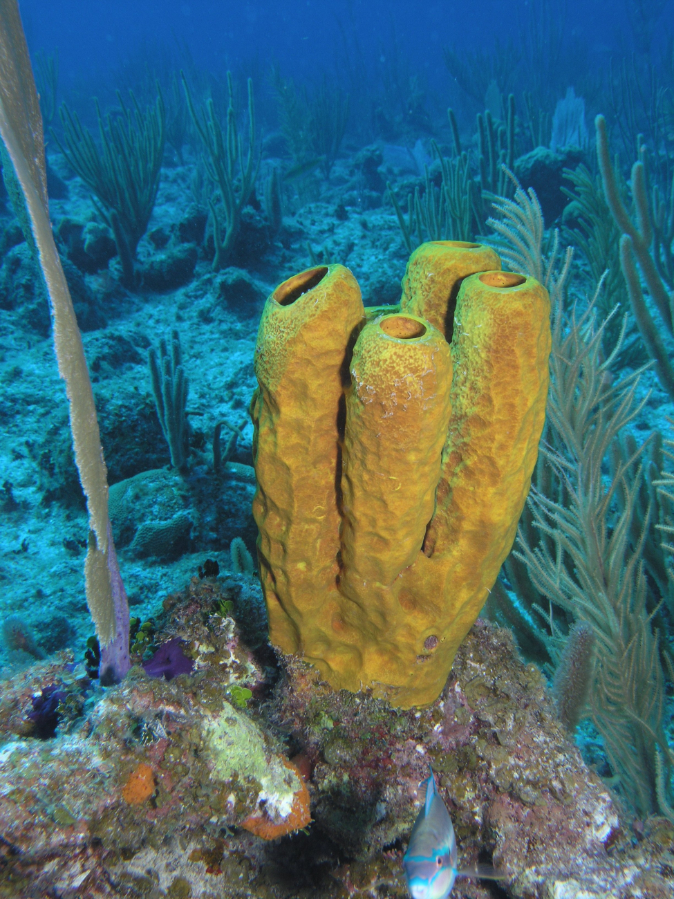 Yellow tube sponge