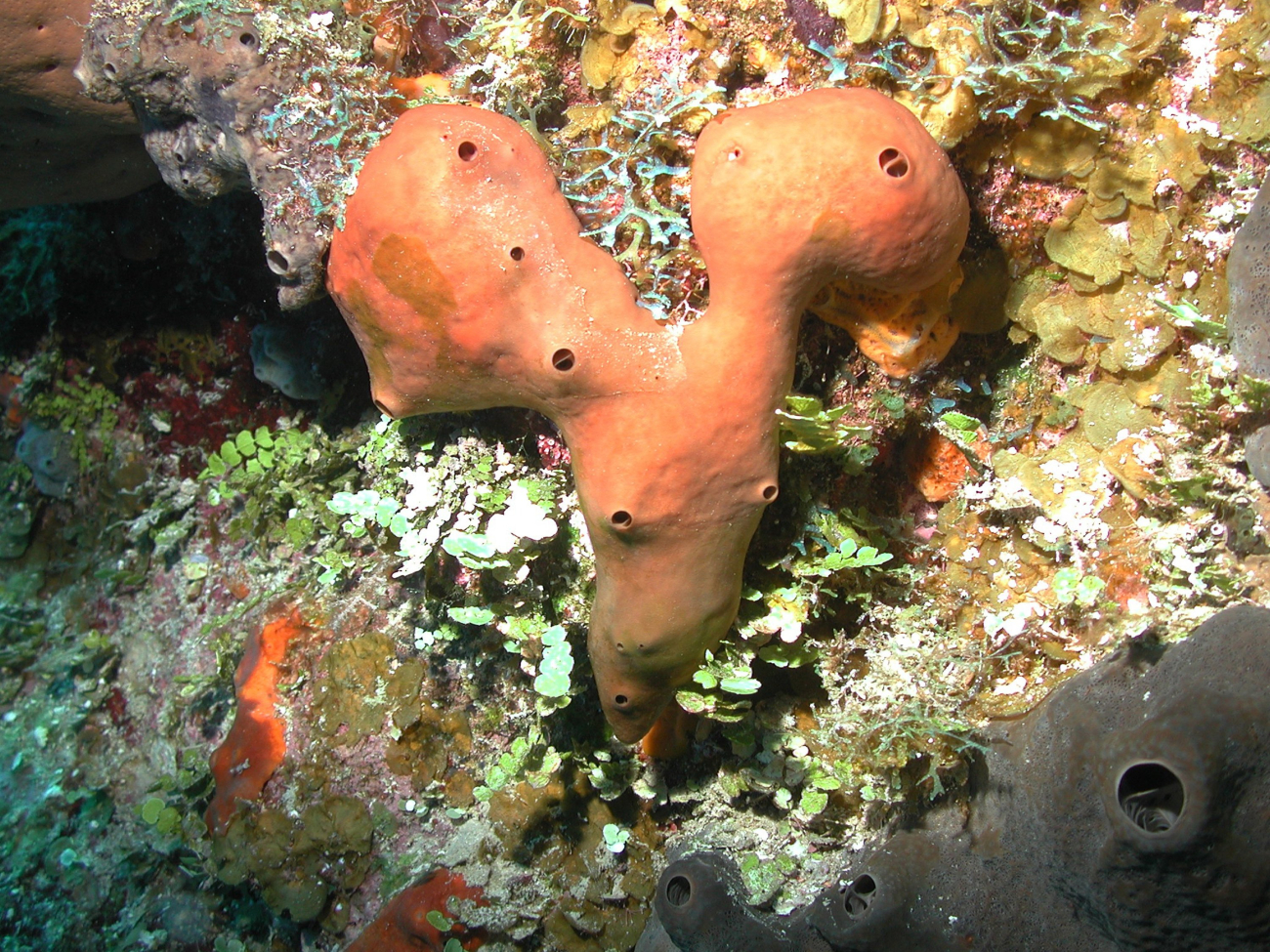 The liver sponge, Plakortis sp