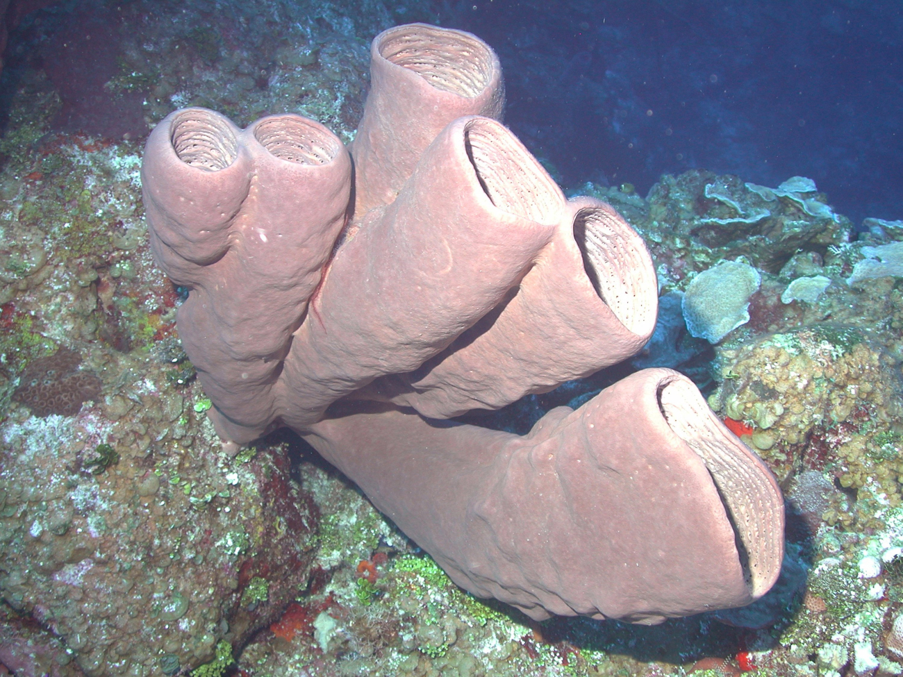 Agelas conifera is a common sponge of the Caribbean over a broad depth gradient