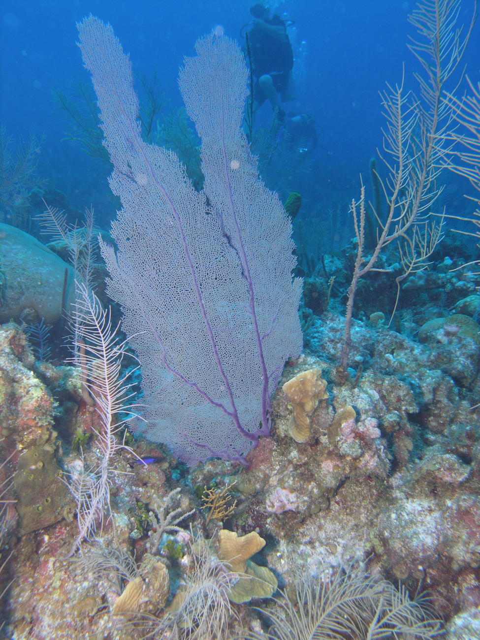 Purple sea fan (Gorgonia ventalina)
