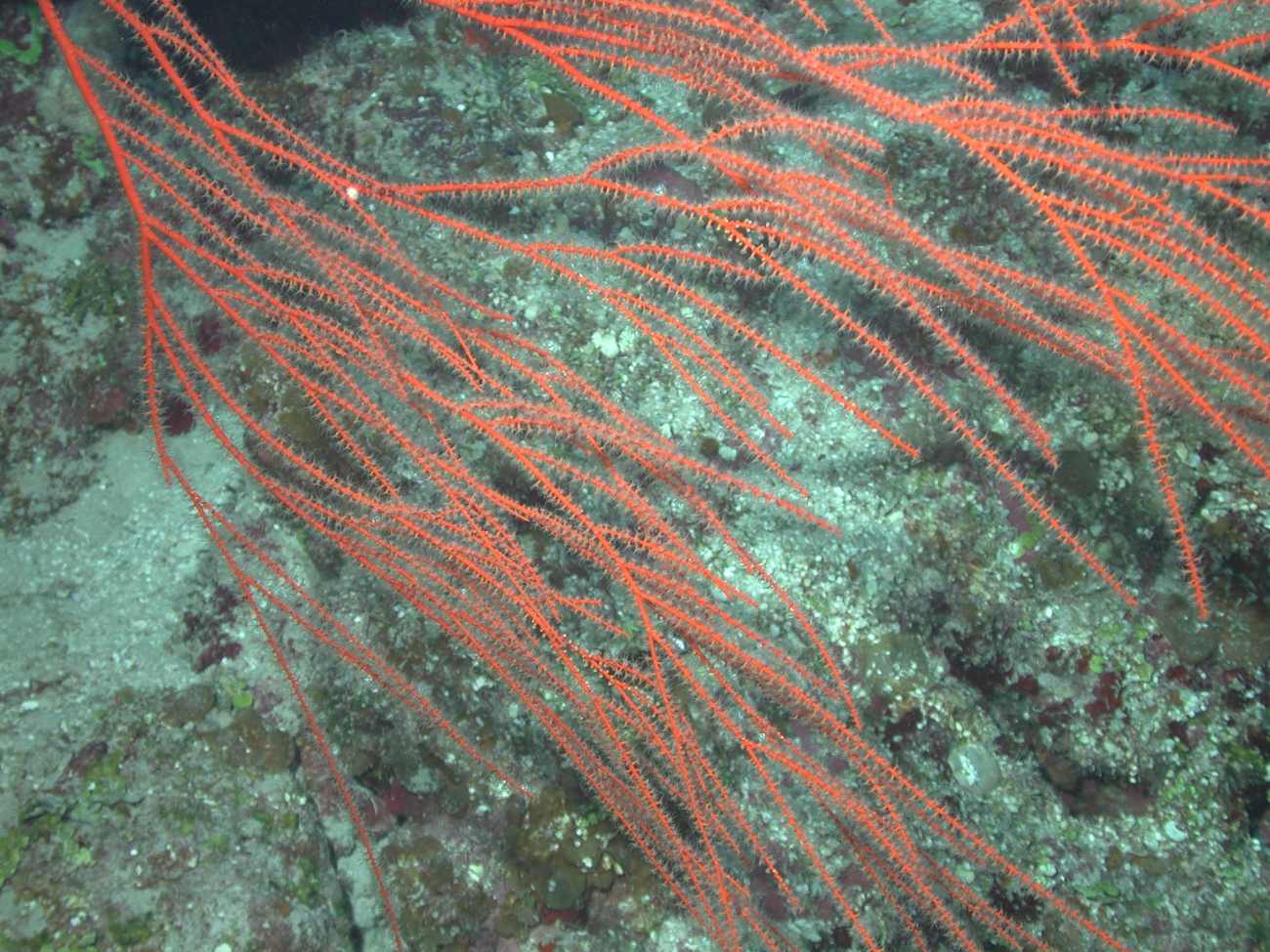Several species of gorgonian octocorals occur on deep reefs