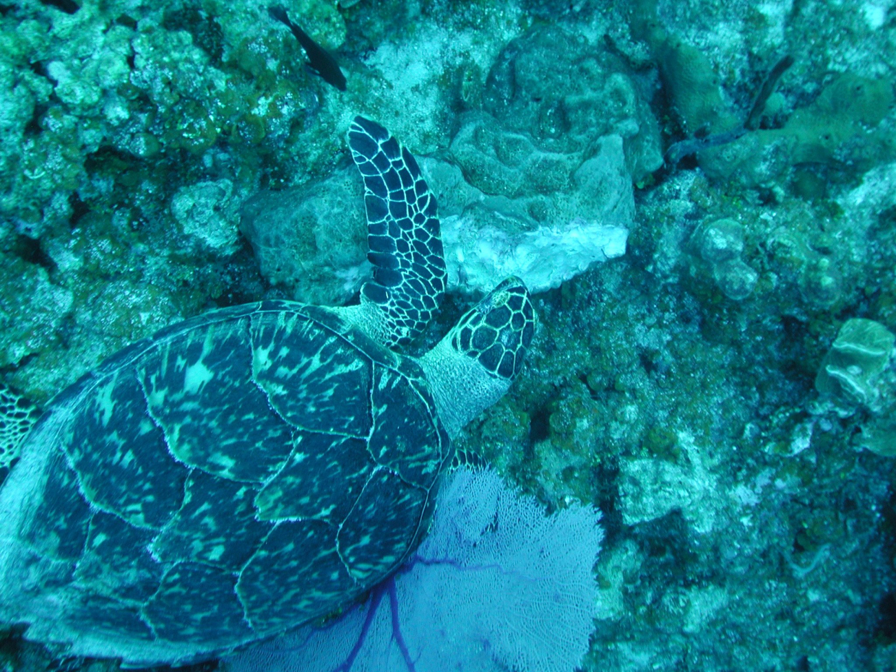 A Hawksbill turtle feeding on a sponge