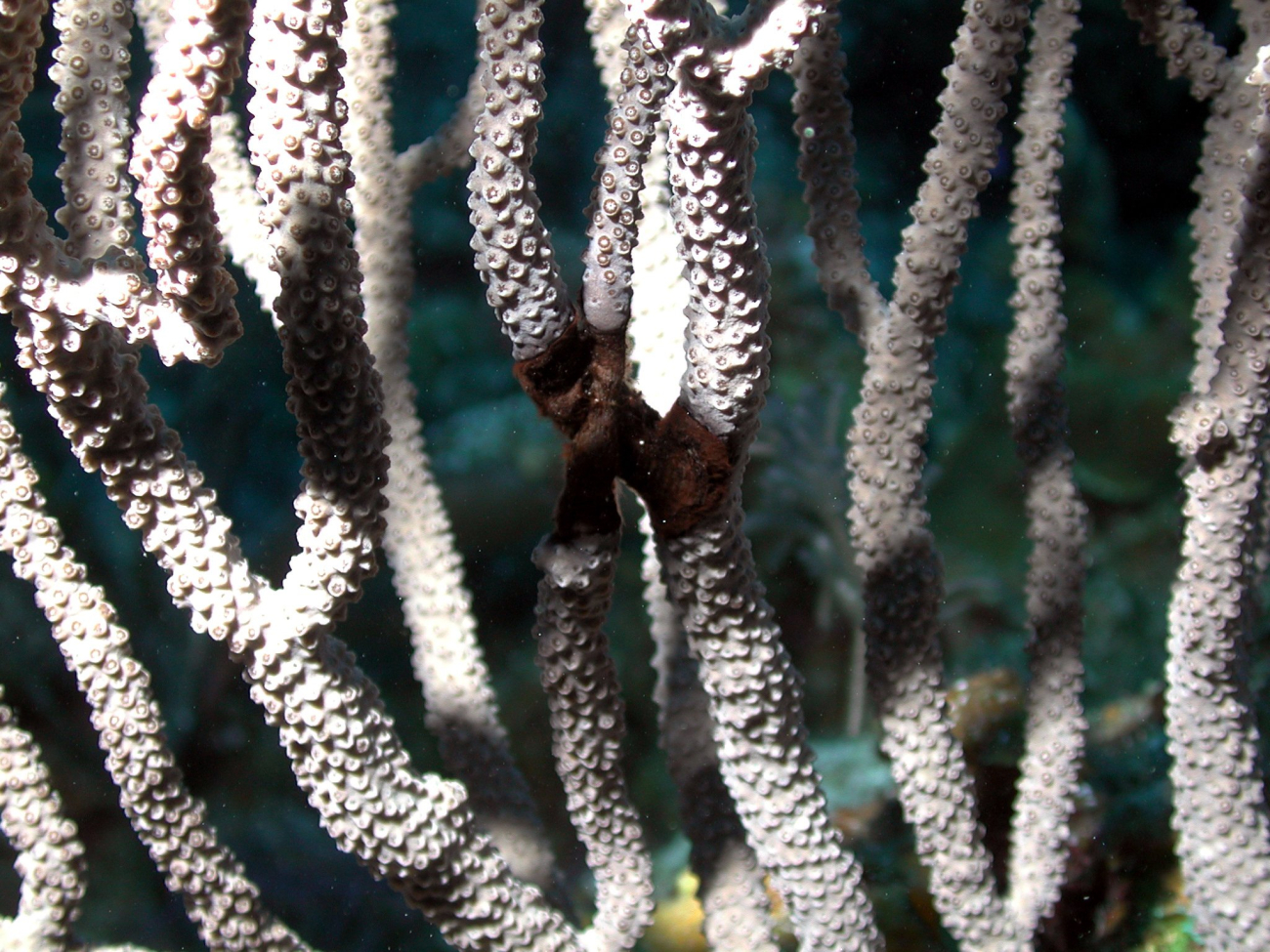 Cyanobacteria are increasingly common on Caribbean coral reefs and arefrequently found overgrowing benthic organisms such as this soft coral(Eunicea sp