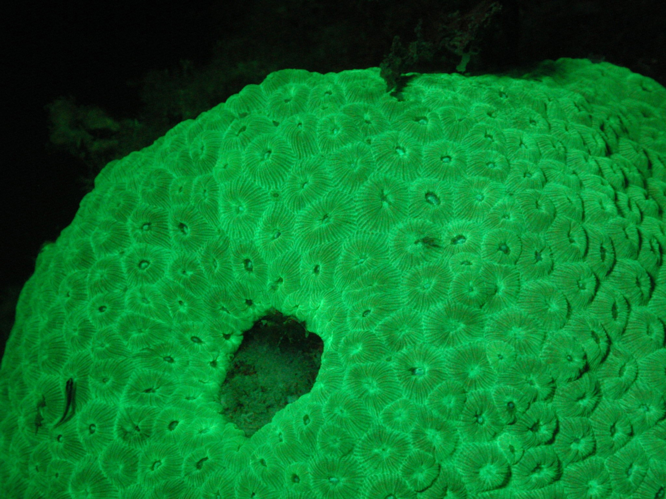 Montastrea cavernosa exhibiting green fluorescence only