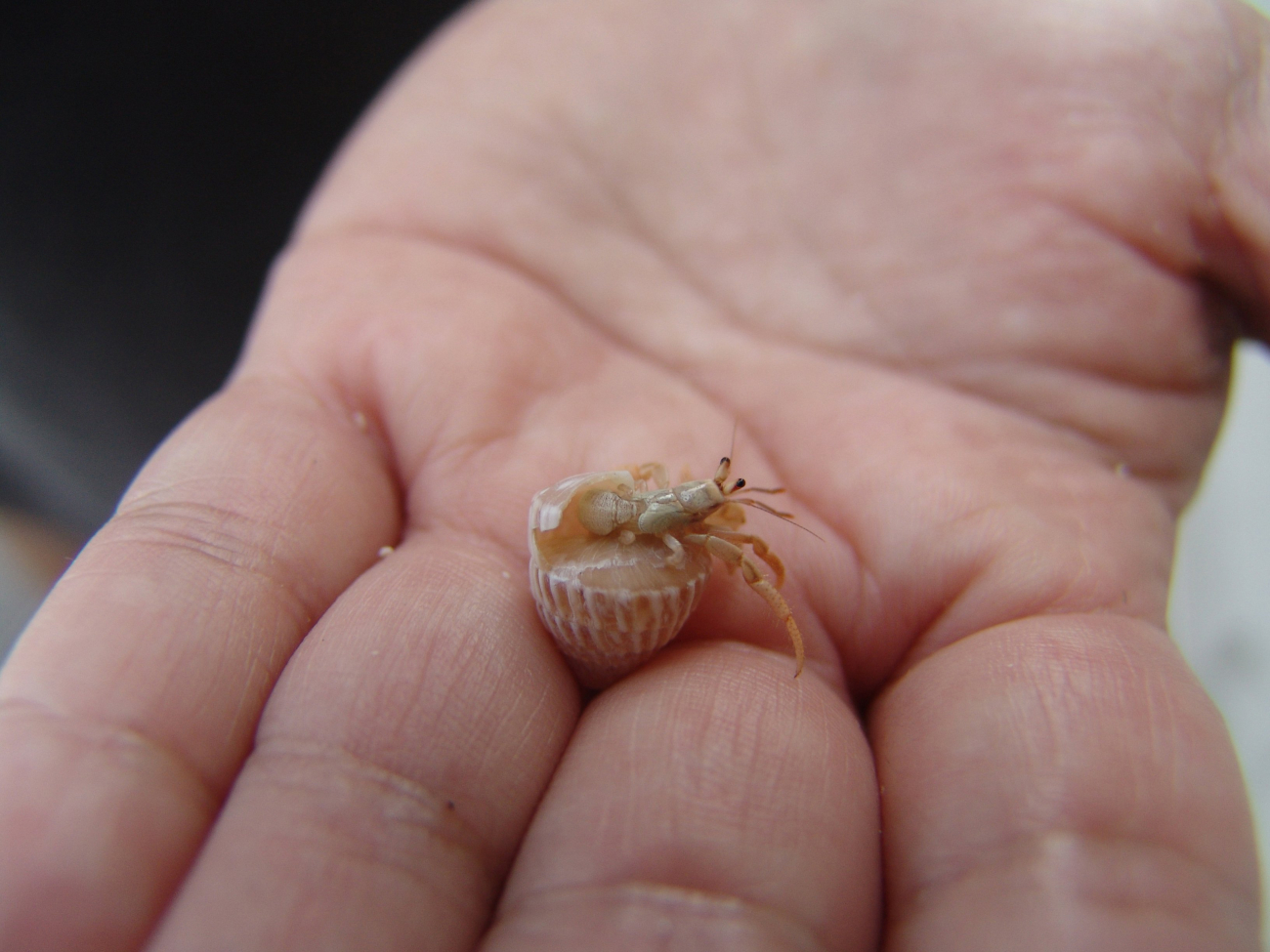 A hermit crab found at the steps of the Little Cayman Research Center
