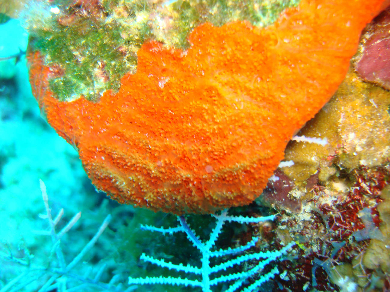 Orange sponge (Mycale mucifluens)