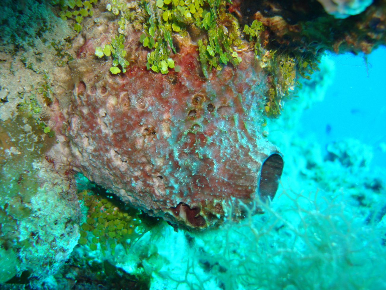 Pink shallow sponge (Ircinia sp