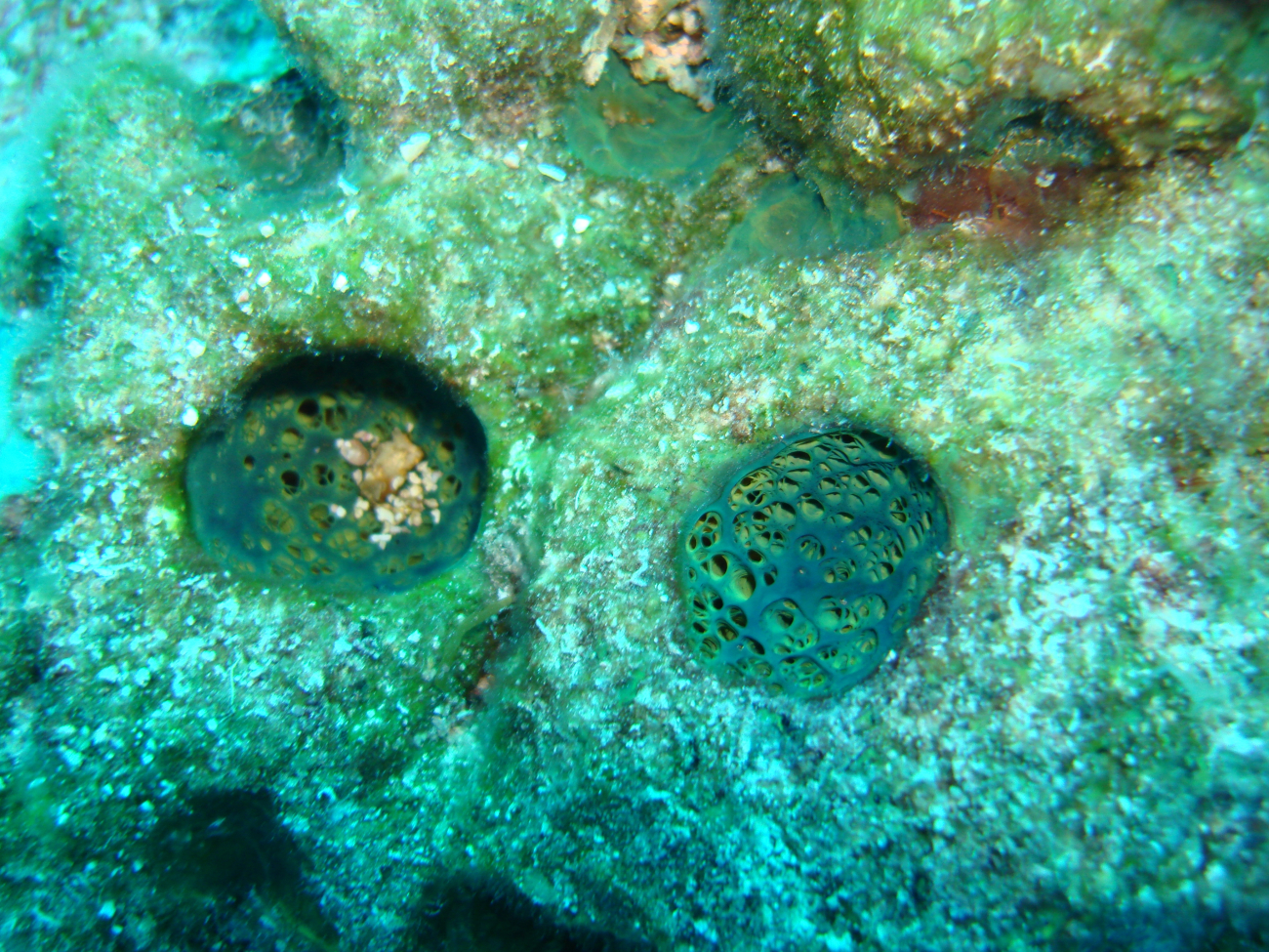 Sponge -Verongula sp