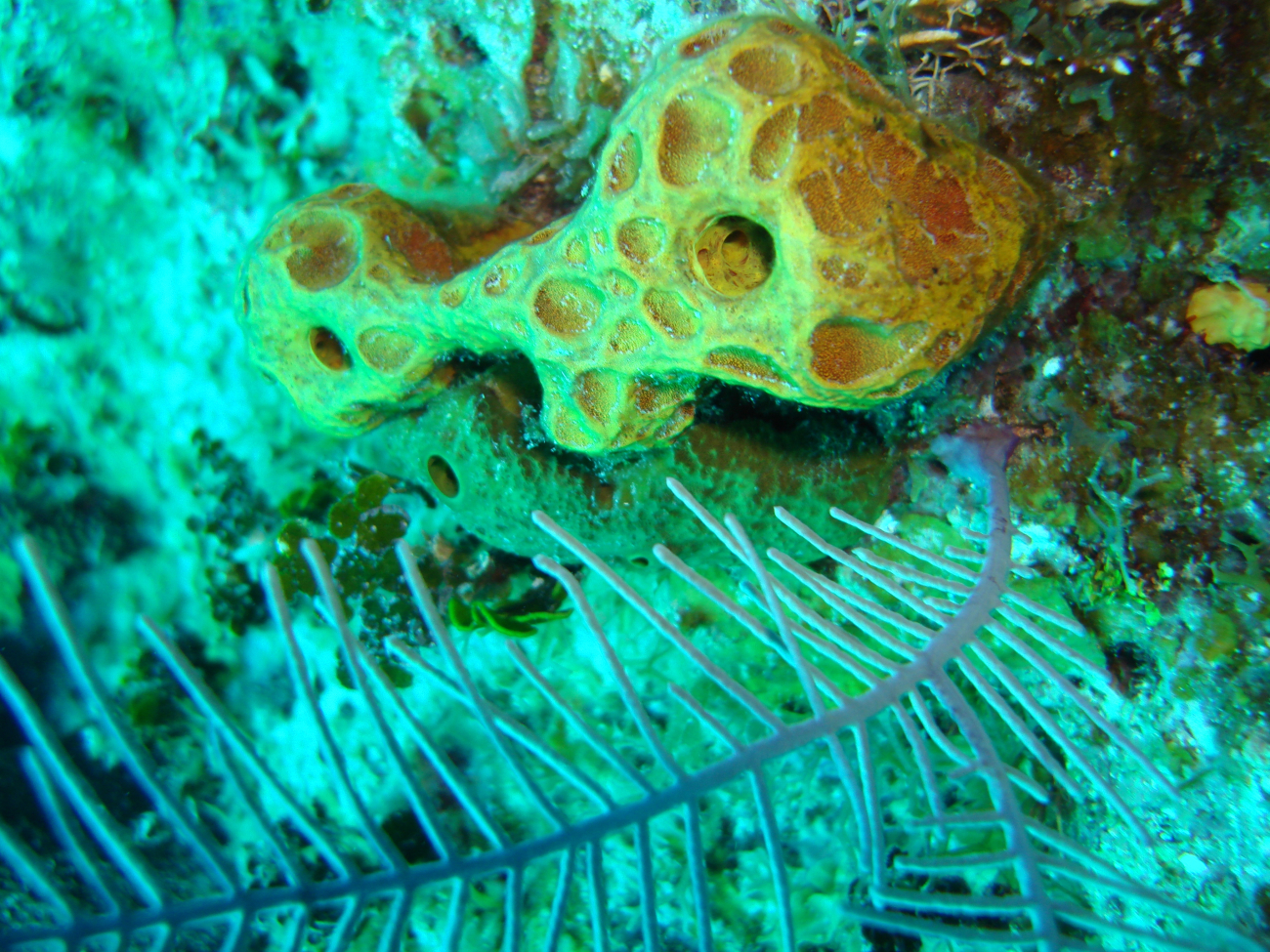 Sponge (Smenospongia aurea)