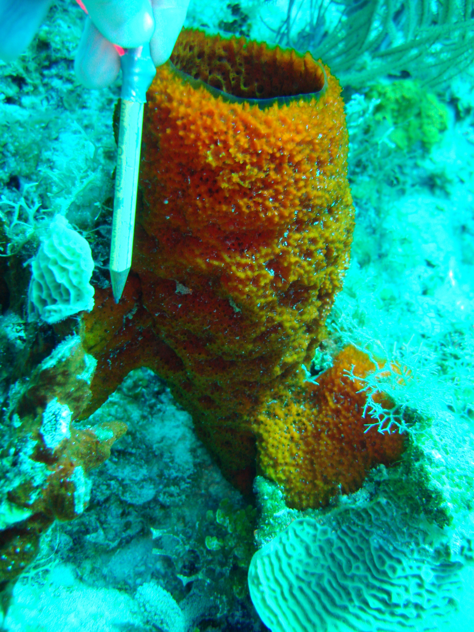 Sponge (Mycale jamacensis)
