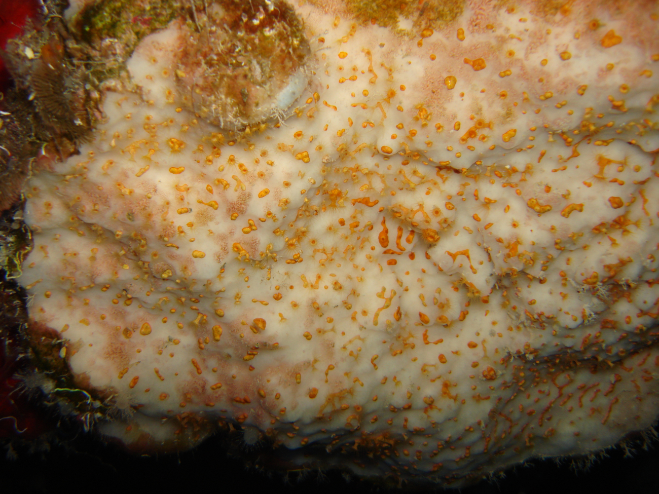 Cake shaped sponge (Topsentia ophiraphidites)
