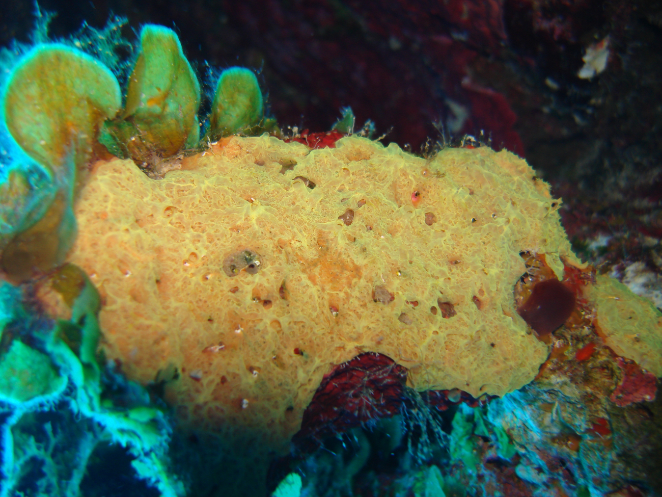 Sponge (Clathria schoenus ?)