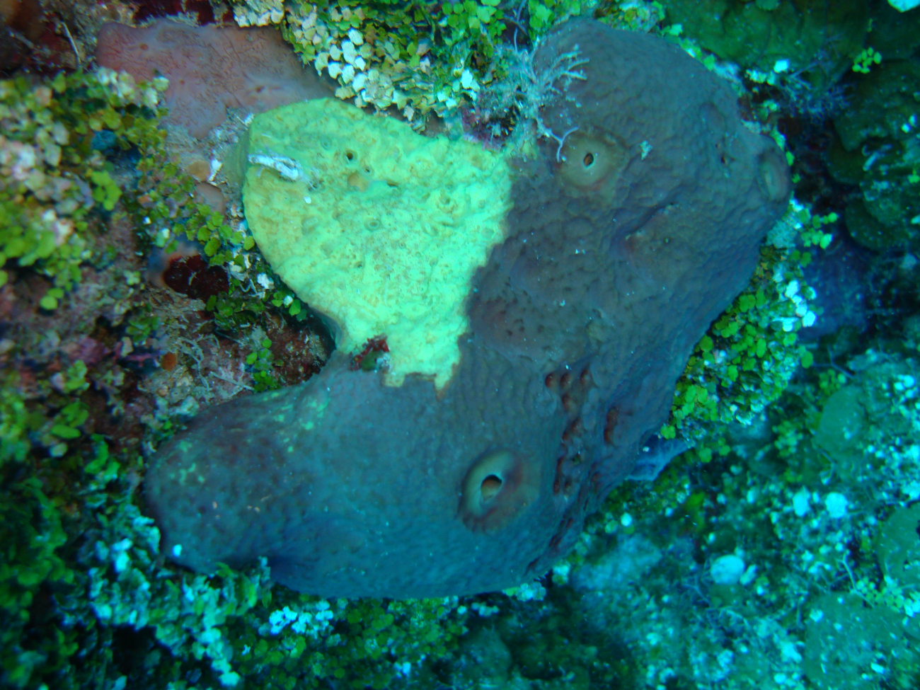 Sponge (Smenospongia aurea)