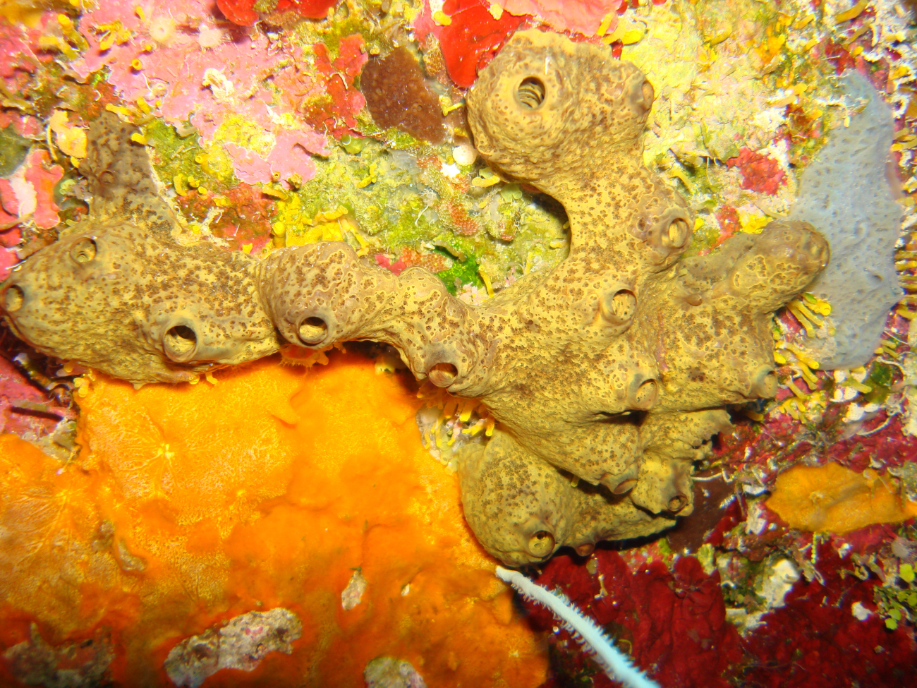 Sponge (Iotrochota atra)