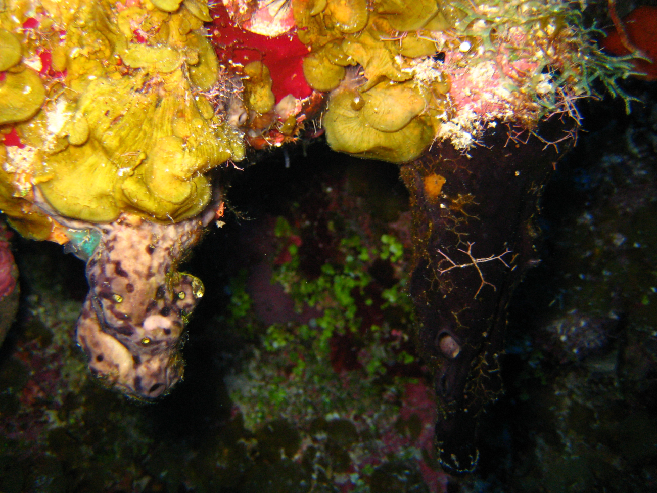 Yellow sponge, green and red algae, small purple fish - a kaleidoscopicview of a vertical wall