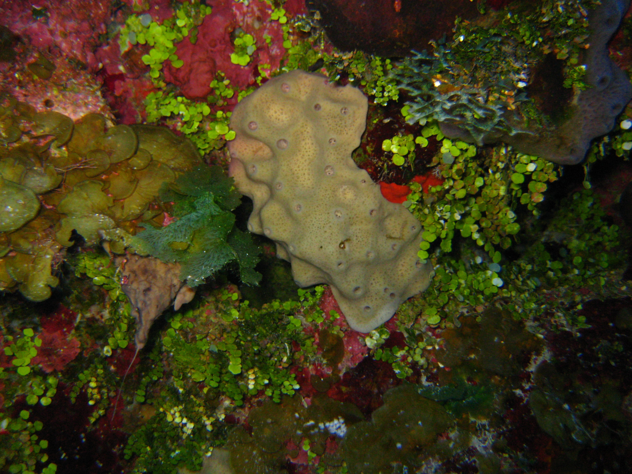 Sponges and red and green algae on a vertical wall