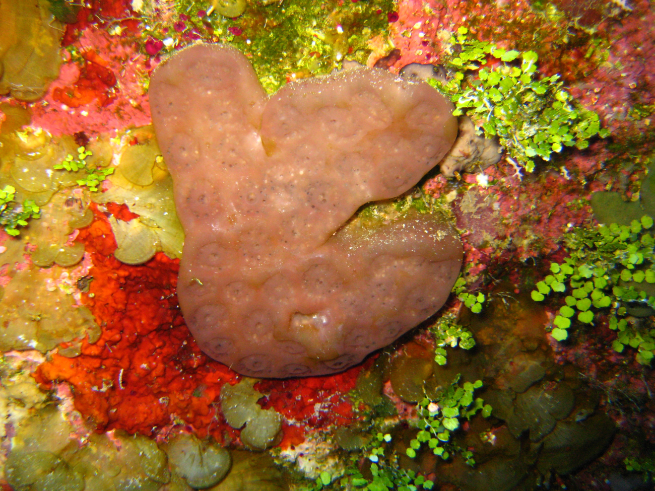 A liver-colored sponge in the midst of a number of different types ofalgae
