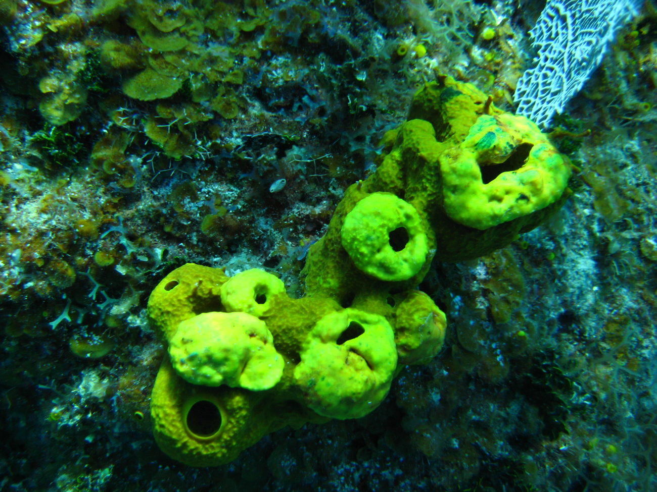 Yellow sponges and what appears to be a bryozoan in the upper right corner