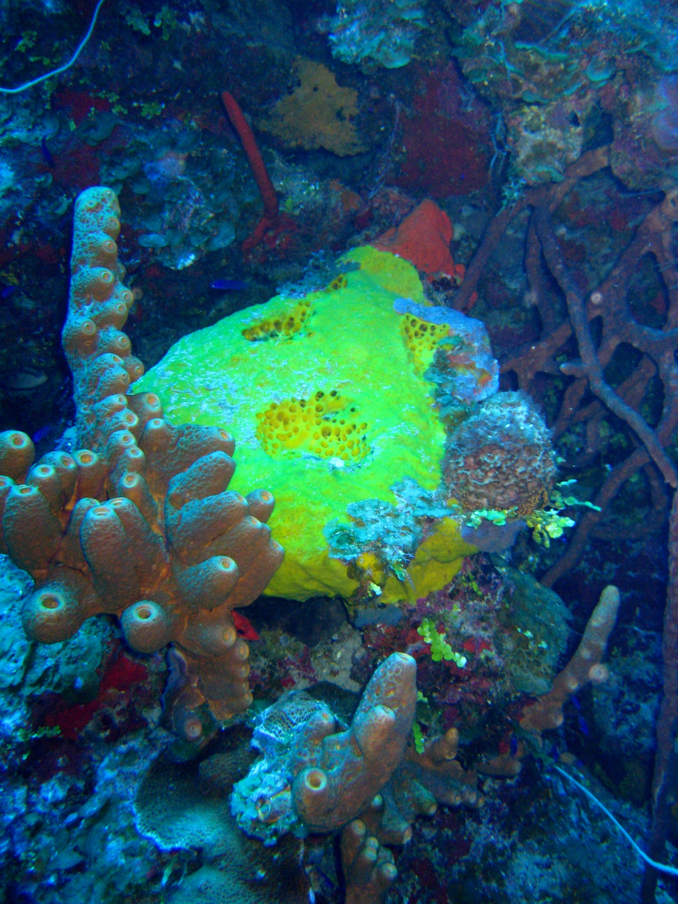 Multiple multi-colored sponges dominate this view as algae appears to bebecoming more sparse
