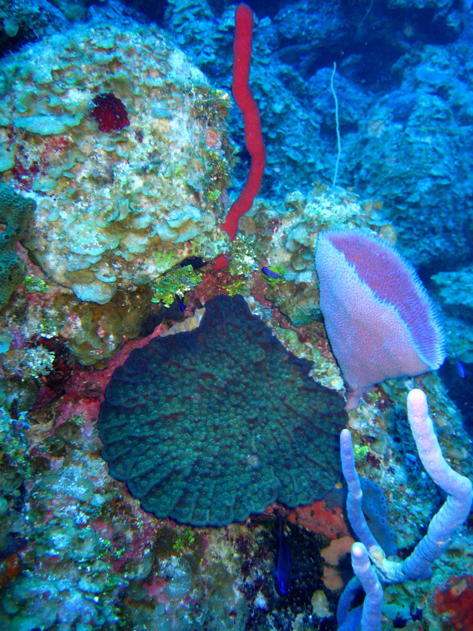 A red rope sponge, a small pink vase sponge, pink rope sponges, and ascallop shaped star coral 