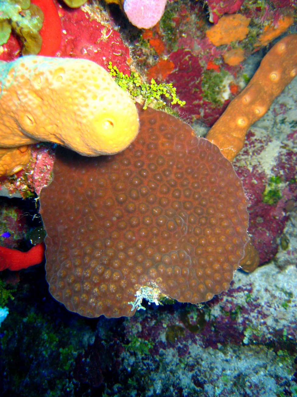 Brown coral, yellow,red, and orange sponges
