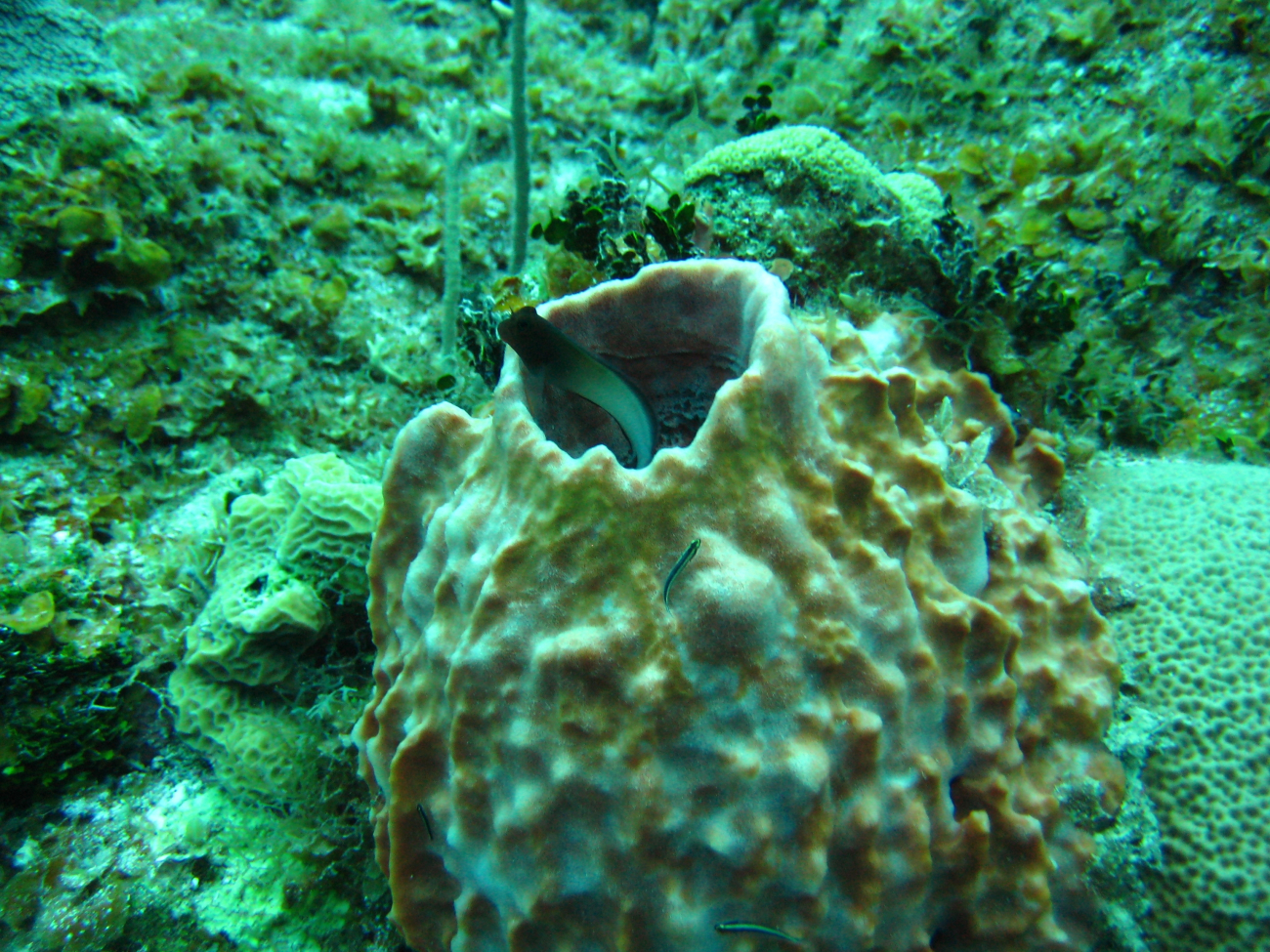 A barrel sponge being used as a refuge by a small fish
