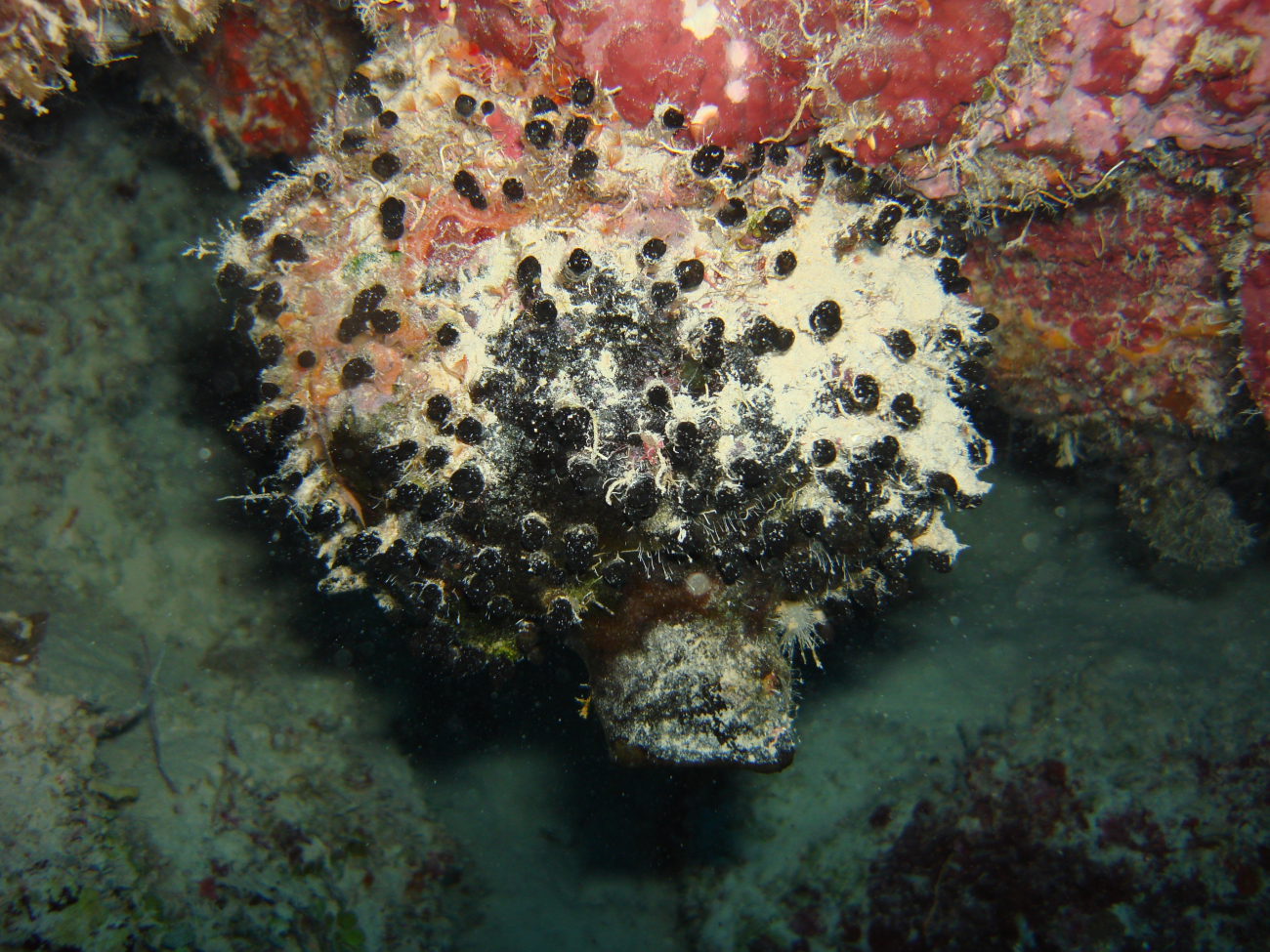 Sponge (Oceanapia bartschi)