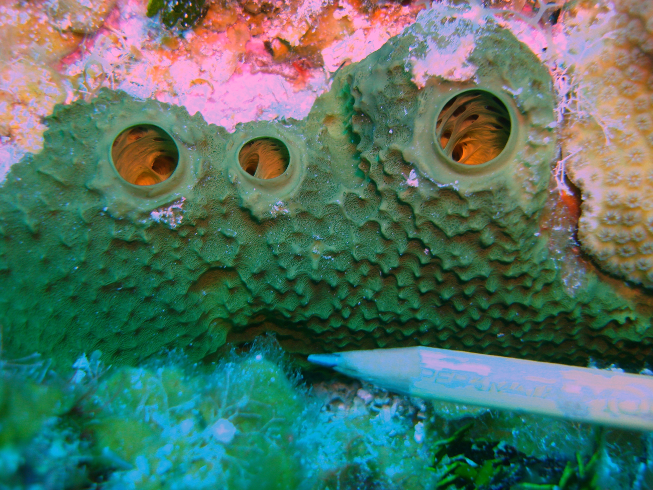 Brown sponge with relatively large osculums