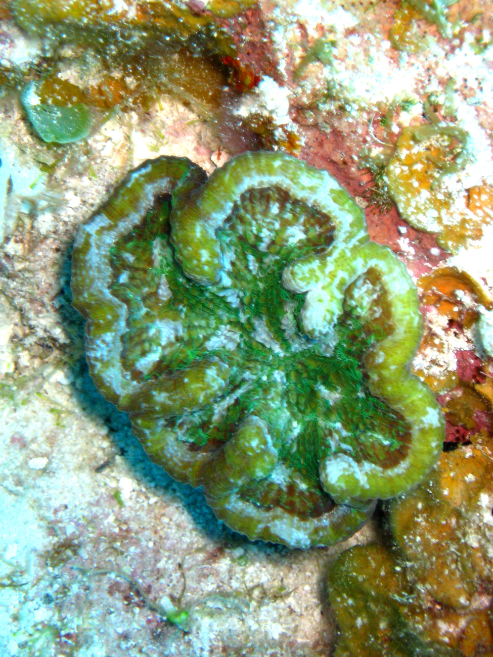 Green coral? green anemone?