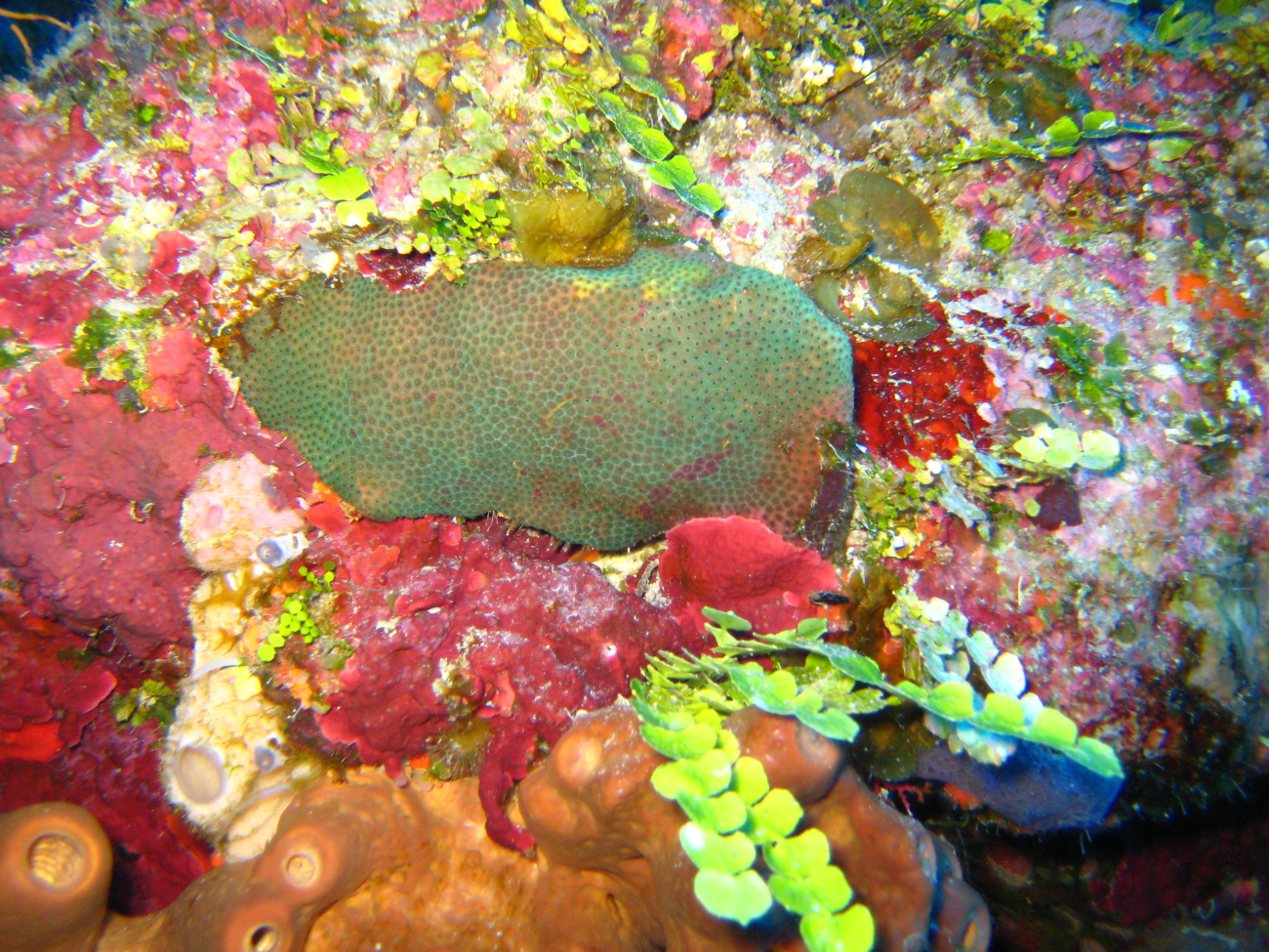 Colorful sponges and algae