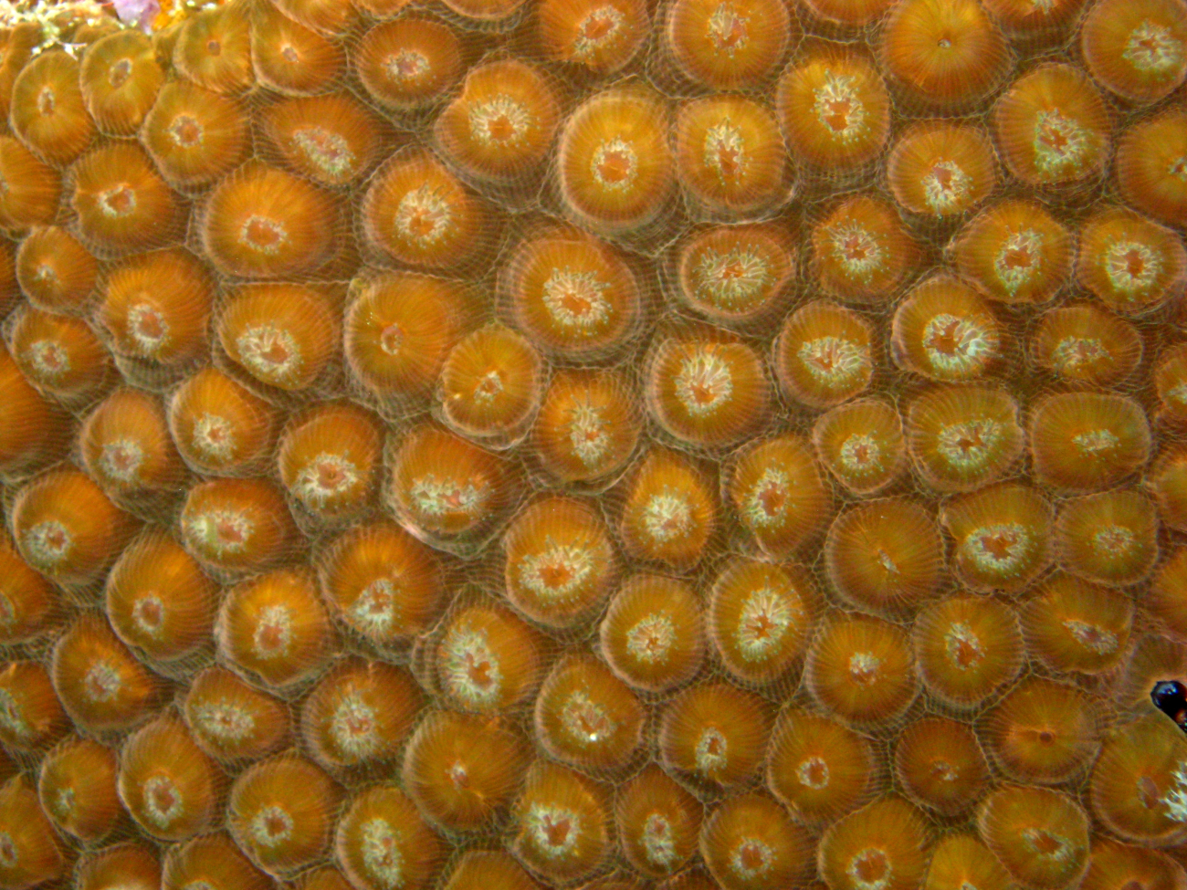 Scleractinian star coral