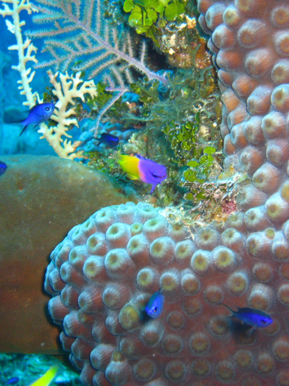 Star coral, blue chromis, fire coral, branched hydrozoan, green algae, and apurple and yellow fairy basslet (Gramma loreto)
