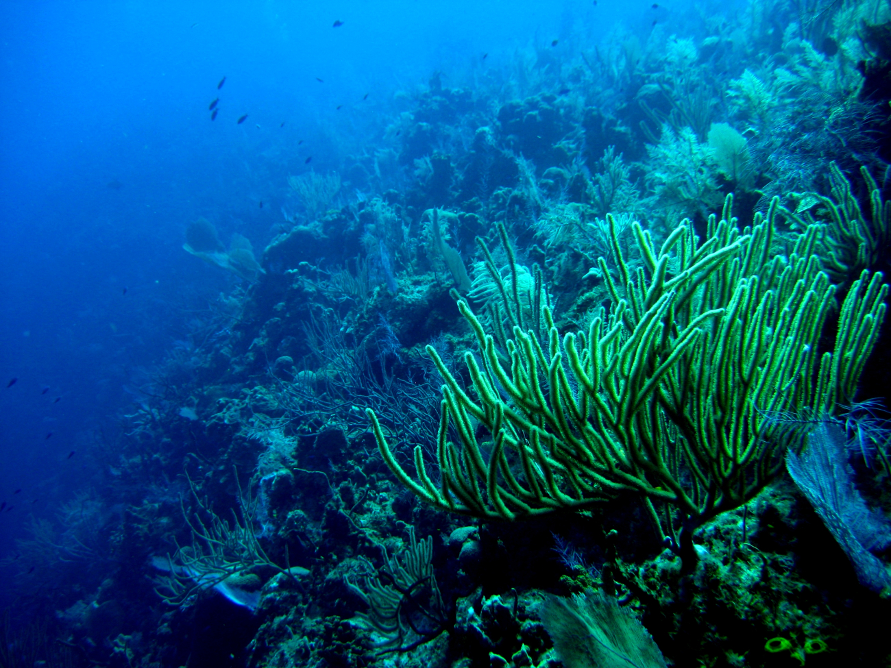 A reef scene on a steep slope
