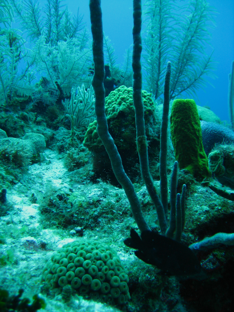 Reef scene with numerous coral and sponge species