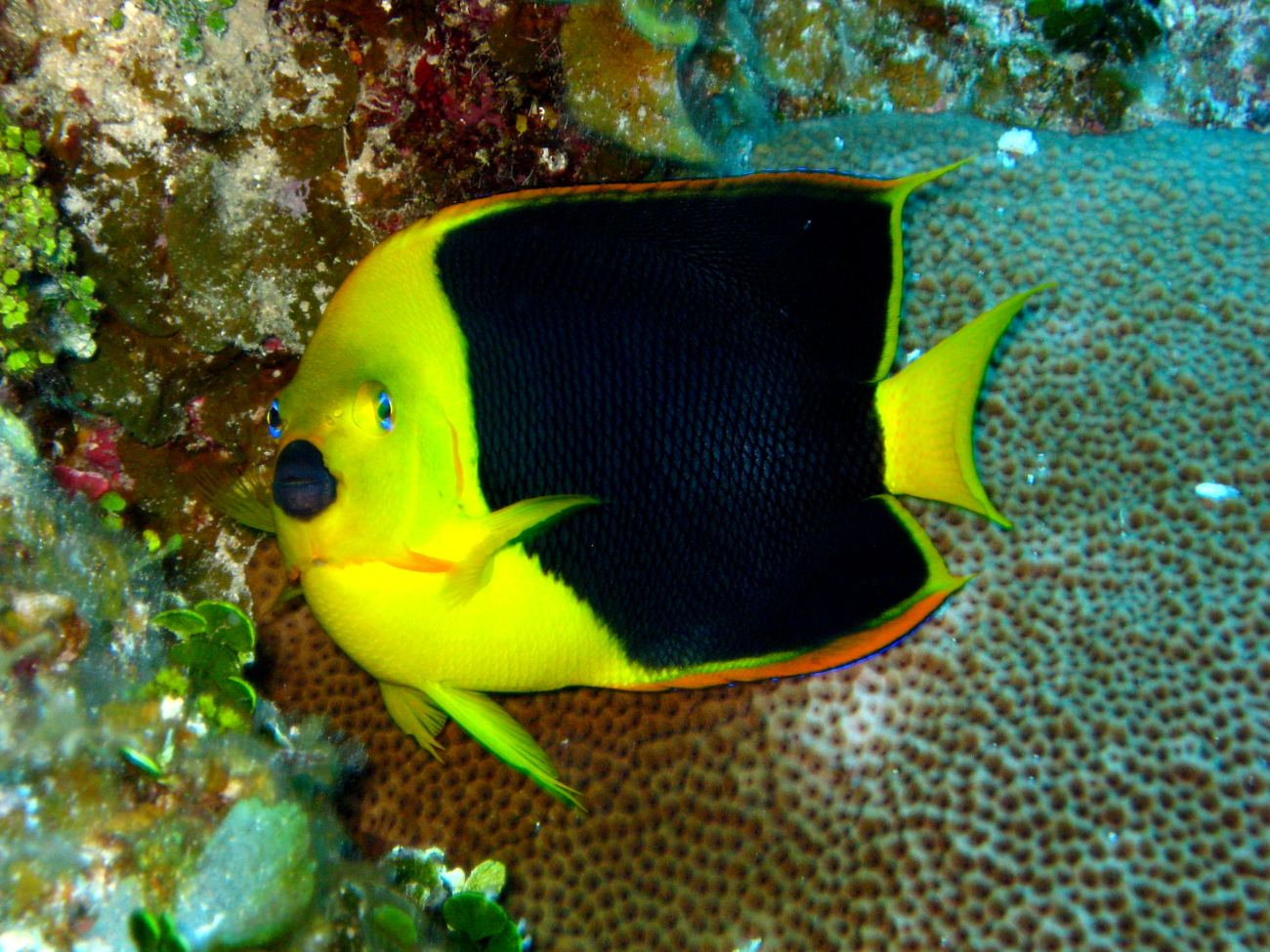 Rock beauty angelfish (Holocanthus tricolor)