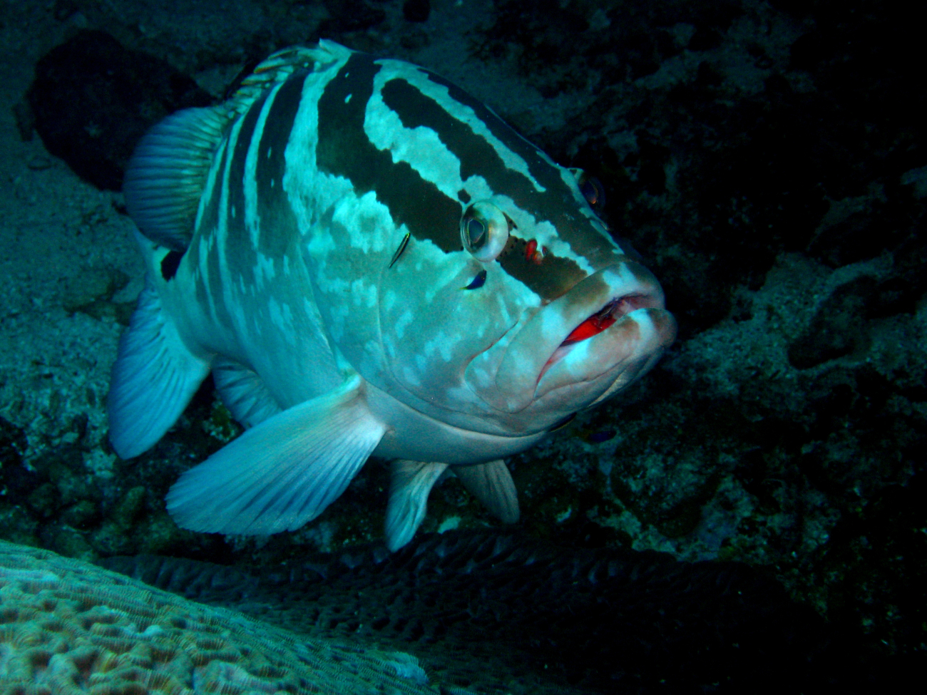 Nassau grouper (Epinephelus striatus) with cleaner wrasse