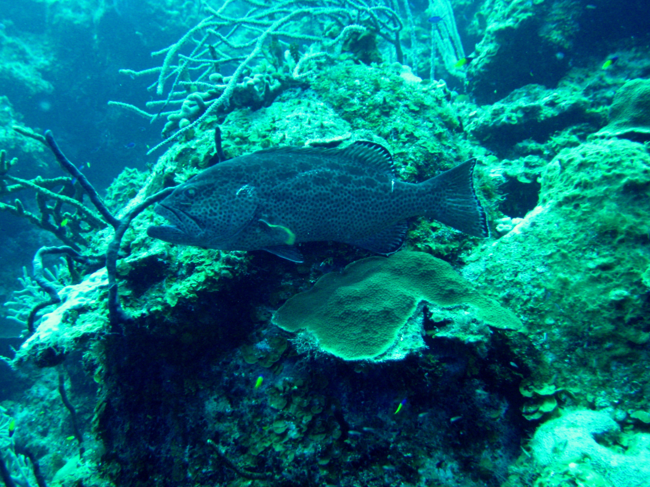 Yellowfin grouper (Mycteroperca venenosa)