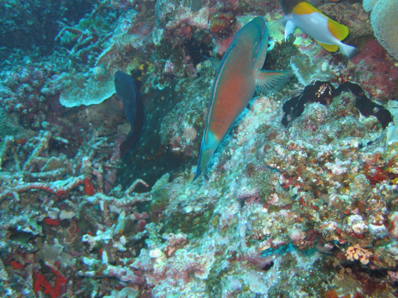 Tentatively identified as a bullethead parrotfish