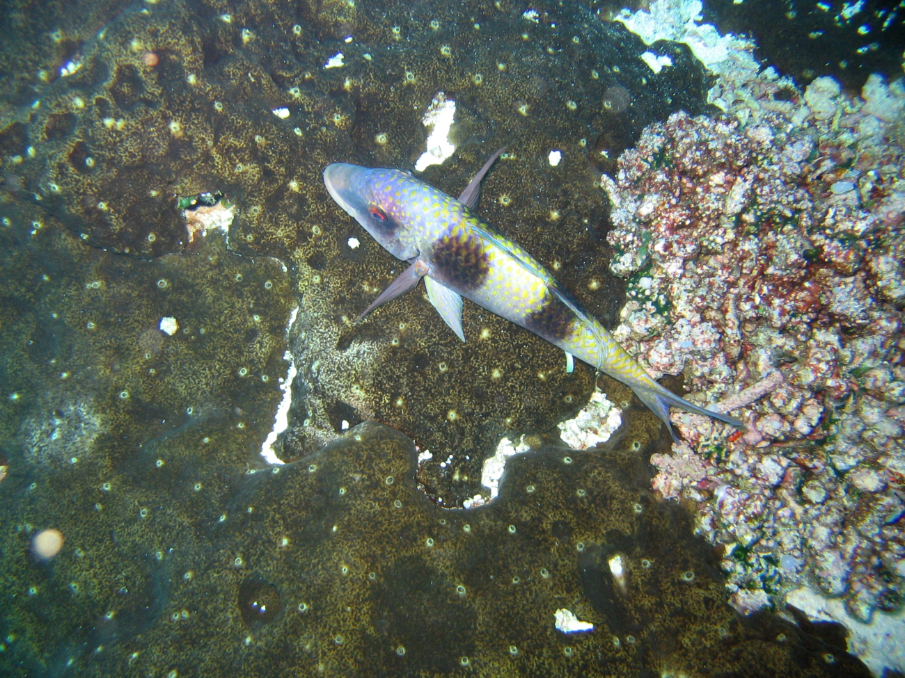 Doublebar goatfish (Parupeneus trifasciatus)