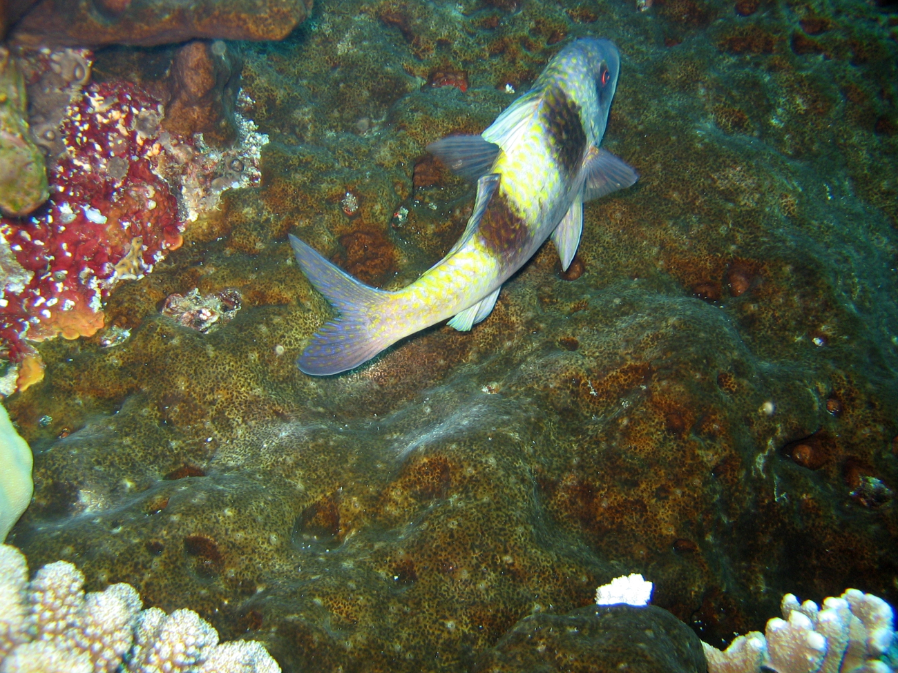 Doublebar goatfish (Parupeneus trifasciatus)