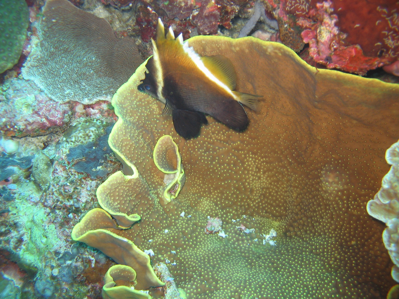 Humphead bannerfish (Heniochus varius)