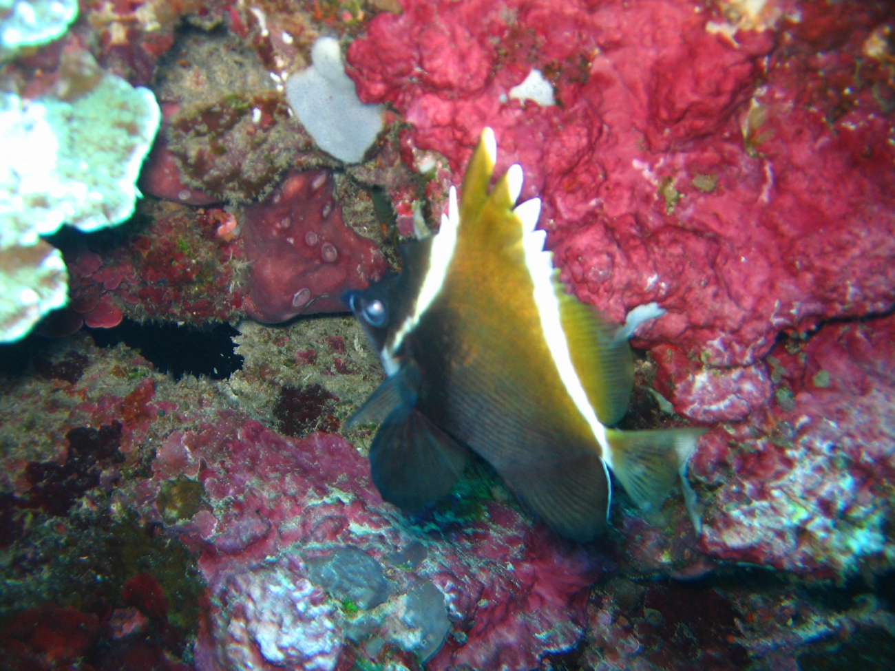 Humphead bannerfish (Heniochus varius)