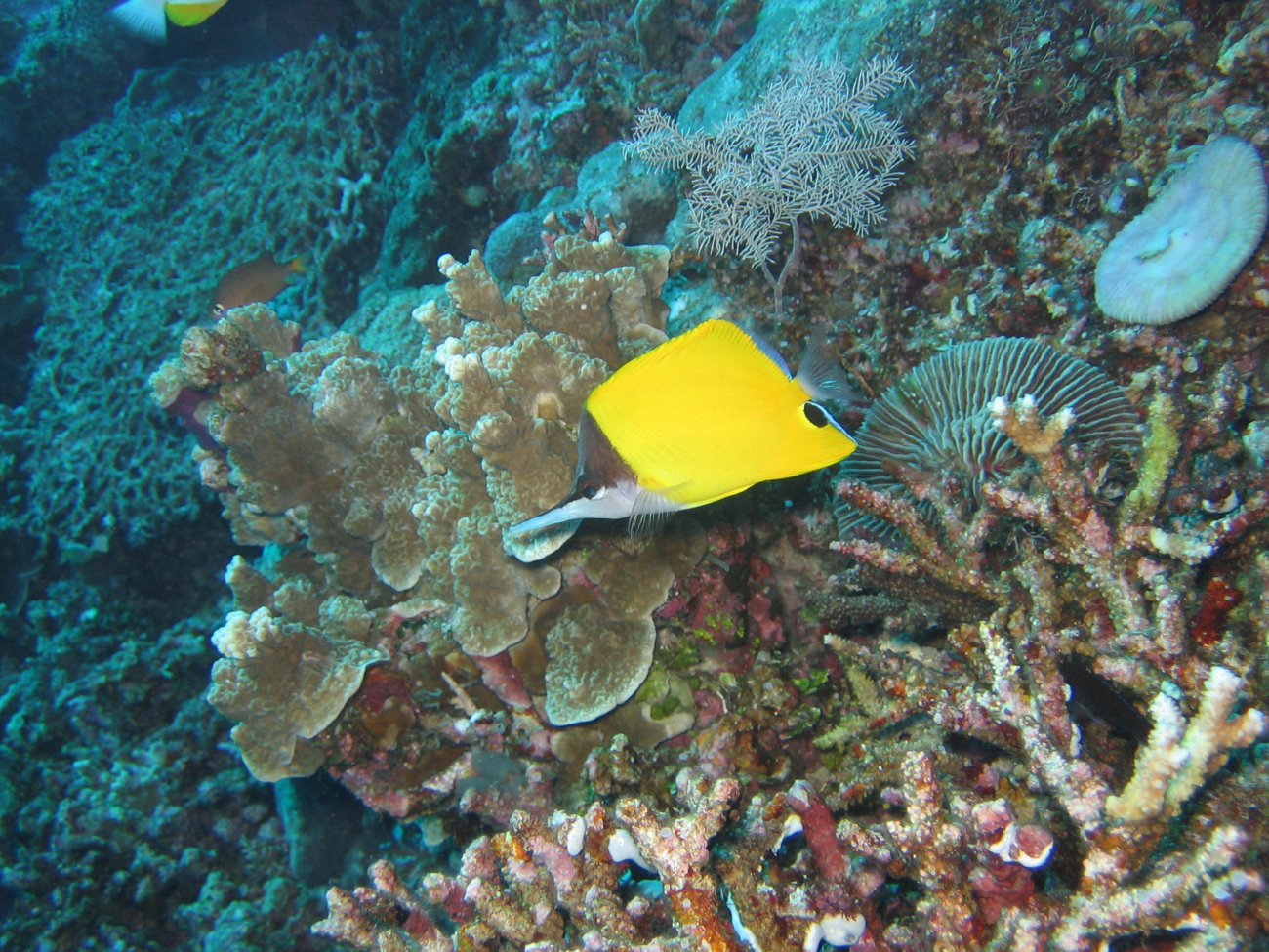 Longnose butterflyfish (Forcipiger longirostris)