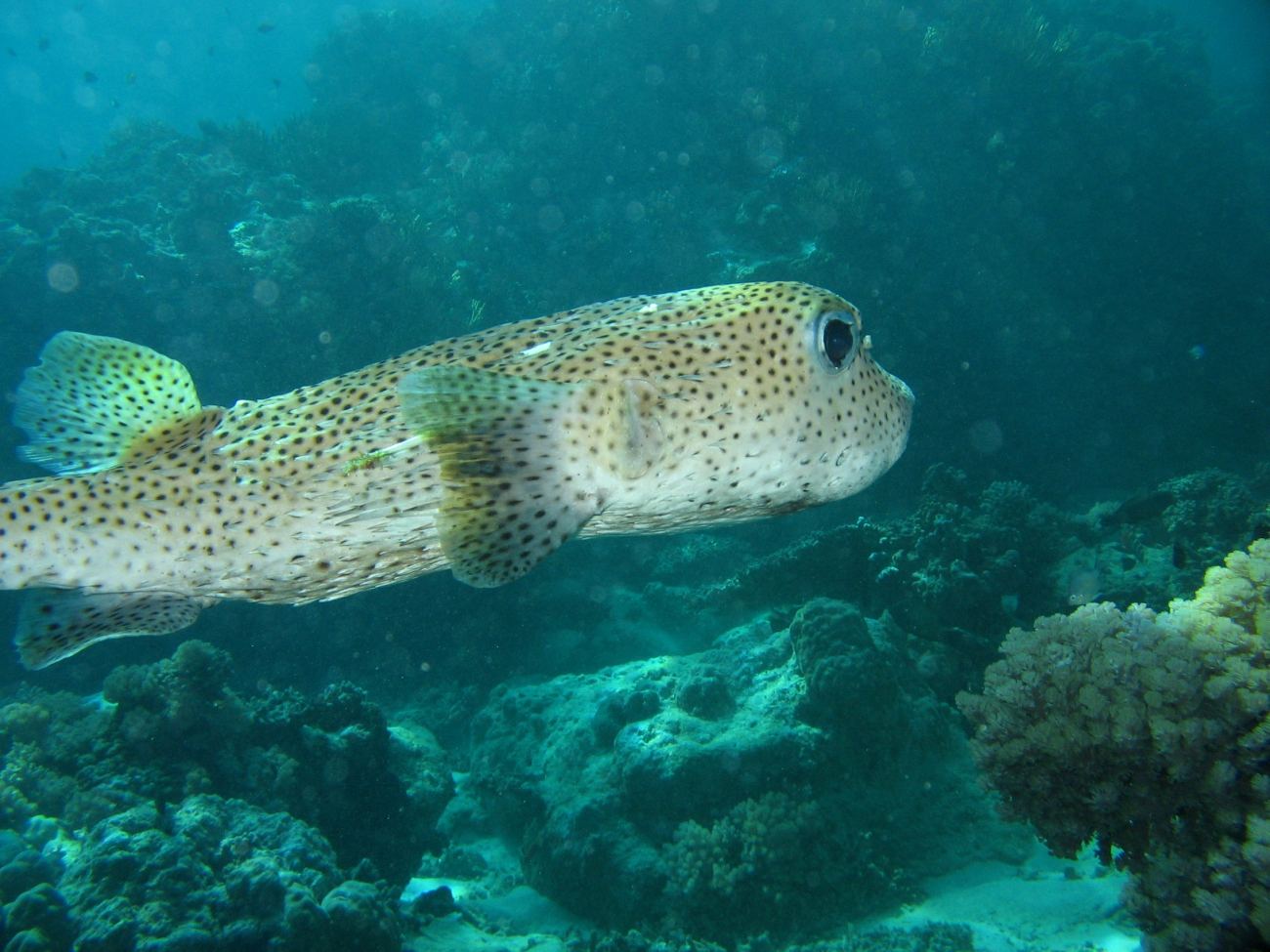 Porcupinefish (Diodon hystrix)