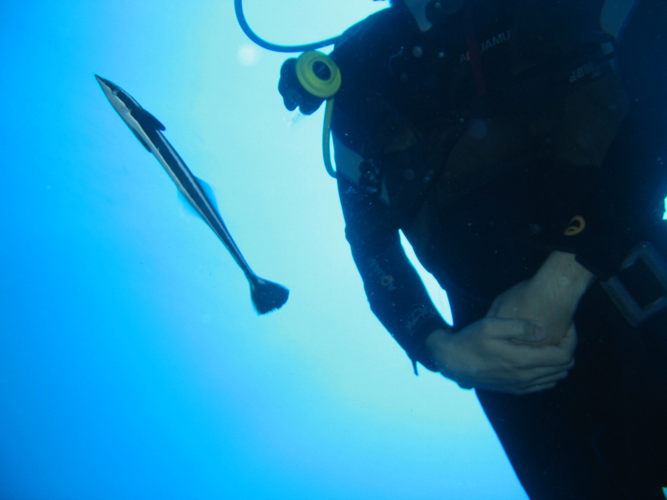 Confused remora shadowing diver (Echeneis naucrates)