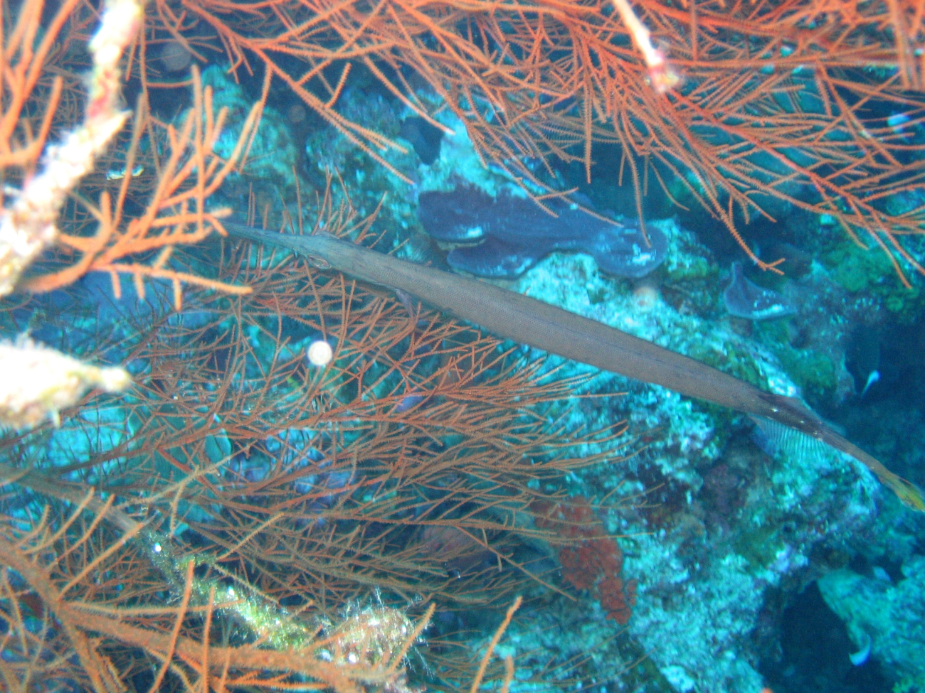 Trumpetfish (Aulostomus sp