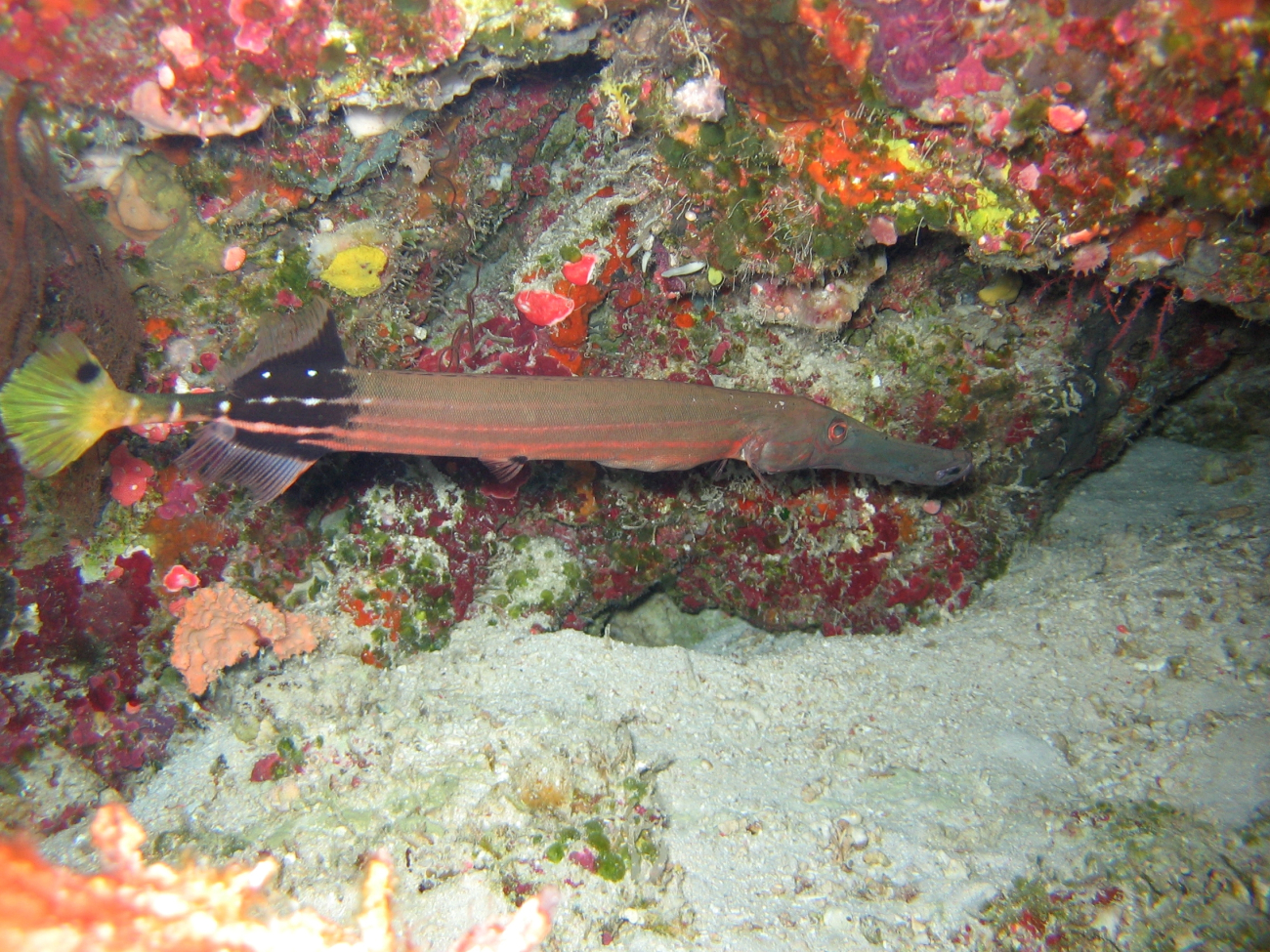 Trumpetfish (Aulostomus sp