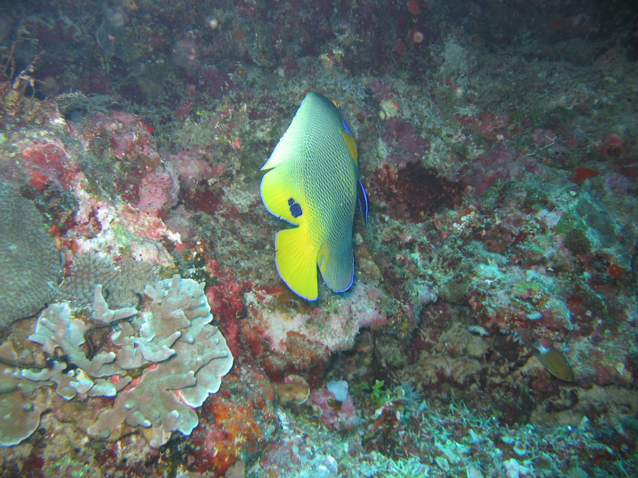 Yellow mask angelfish (Pomacanthus xanthometopon)